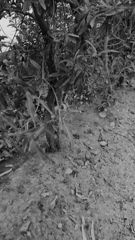 #ونين_يقطع_نياط_القلب_بصوت_جنوبي_حزين #جيل_الثمانينات #اكلسلبووووور😔💞 #تابعني_متخسر_شي_🖤✨ #نعاوي_لفاكد_عزيز 