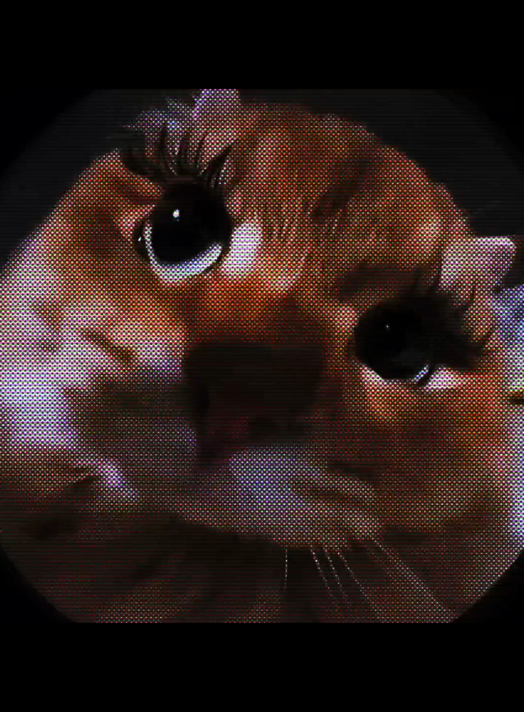 alomani #anomali #fyp #banjir #music #catlover 