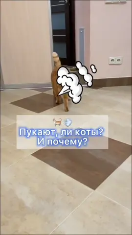 #котчпокает #котпукает #тебевсеравнонеповерят 