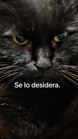 Riconosce la tua voce. 