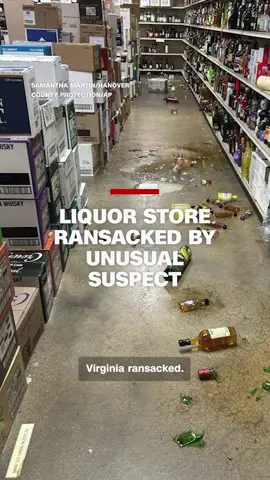 A drunken raccoon went on a rampage in a Virginia liquor store, before being found passed out on the bathroom floor. Animal control in Hanover, Virginia said the animal was released back into the wild after it 