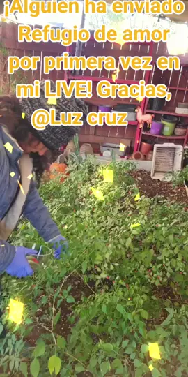 ¡Me ha encantado! ¡Gracias, Luz cruz 🦙! Es la primera vez que veo este Regalo en mi LIVE. @Luz cruz 🦙 #tiktoklive #livehighlights #livegift #umbrellaoflove #refugiodeamor 