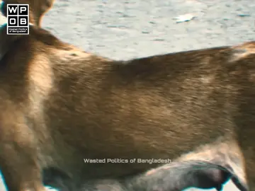 সহানুভূতির অনুভূতি কিছু ক্ষেত্রে মানুষের চেয়ে প্রাণীদেরই বেশি! ❤️‍🩹