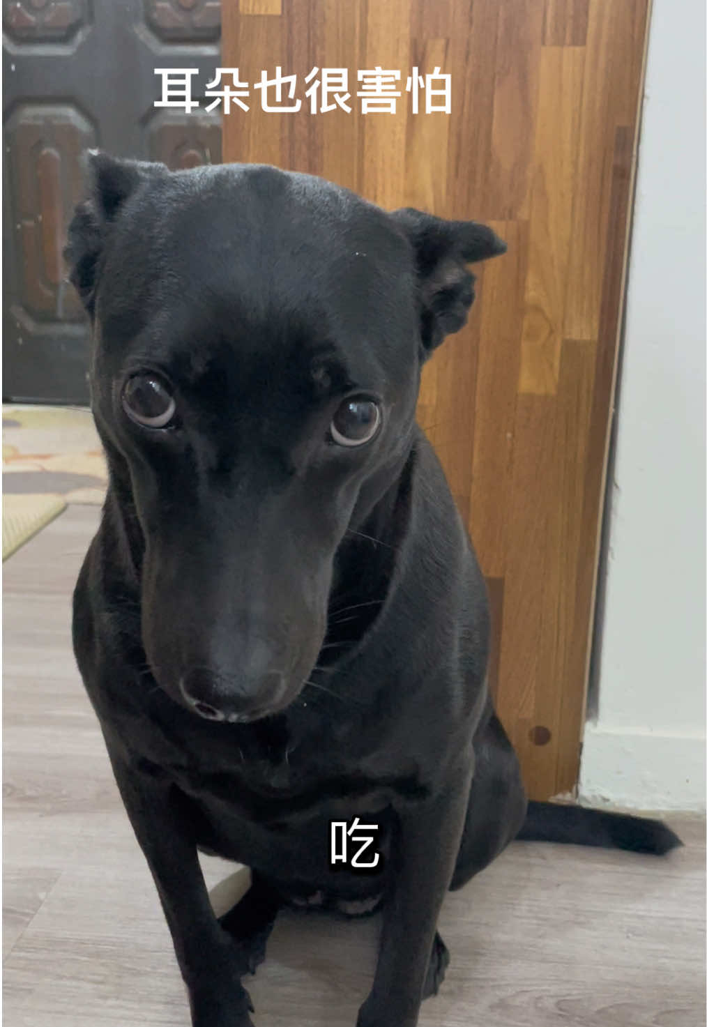 偷吃小狗又來了 #狗狗 #黑狗 #狗狗能有什麼壞心思 #飛機耳
