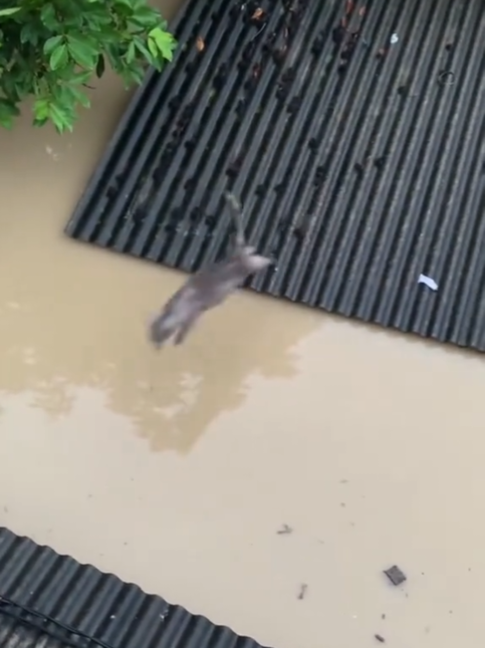 Perjuangan kucing disaat banjir menyelamtkan diri 🥲🥹 #kucingbanjir #banjirsumatera #kucing #banjirbandang #banjir2025 