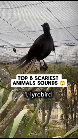 Top 8 Scariest Animal Sounds 😳😳 #scary #birdsounds #scarysounds #animals #terrifying 