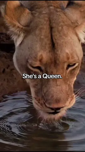 👑 👑  ... #mentalhealthlions🧡 #mentalhealthmatters #fyp 🎥- credit- dazmental