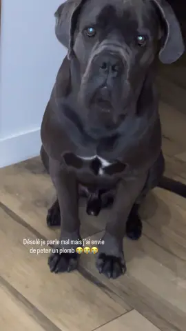 Unboxing de qualité   Pour tous les mongoliens en commentaire qui sont dans le jugement sans comprendre en me disant t’a qu’à les ranger, lisais un peu peut être : le livreur a déposer le colis dans le jardin en le jetant par dessus le portail sans mon autorisation. Il est donc en tord alors qu’il doit me faire signer et je dois présenter ma PI. J’ai eu LV il me rembourse le livreur 100% en tord maintenant pour ceux qui dises ton chien est pas éduqué vous avez jamais fait de bêtises étant enfants ? Vos parents ne vous ont jamais engueulé ptdr arrêter 5min quand tu te casse le cul à travailler pour payer un beau cadeau à ton mari la réaction et juste normal et que tu rentres du boulot le soir et que tu vois ton colis comme ça bin tu parles mal et c’est normal d’être énervé, arrêter 5min #canecorso #louisvuitton #foryou #unboxingvideo 