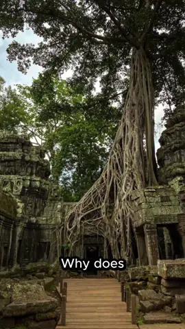 A single carving on an ancient temple wall resembles a creature no one expected to see there. #ancientmysteries #cambodia #History #carvings #latenighttop5