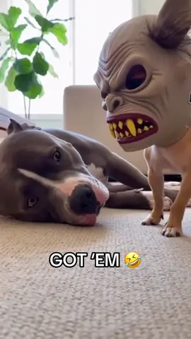 He got SCARED 😭 #dogs #prank #funny #ai (via lalasanai/IG)