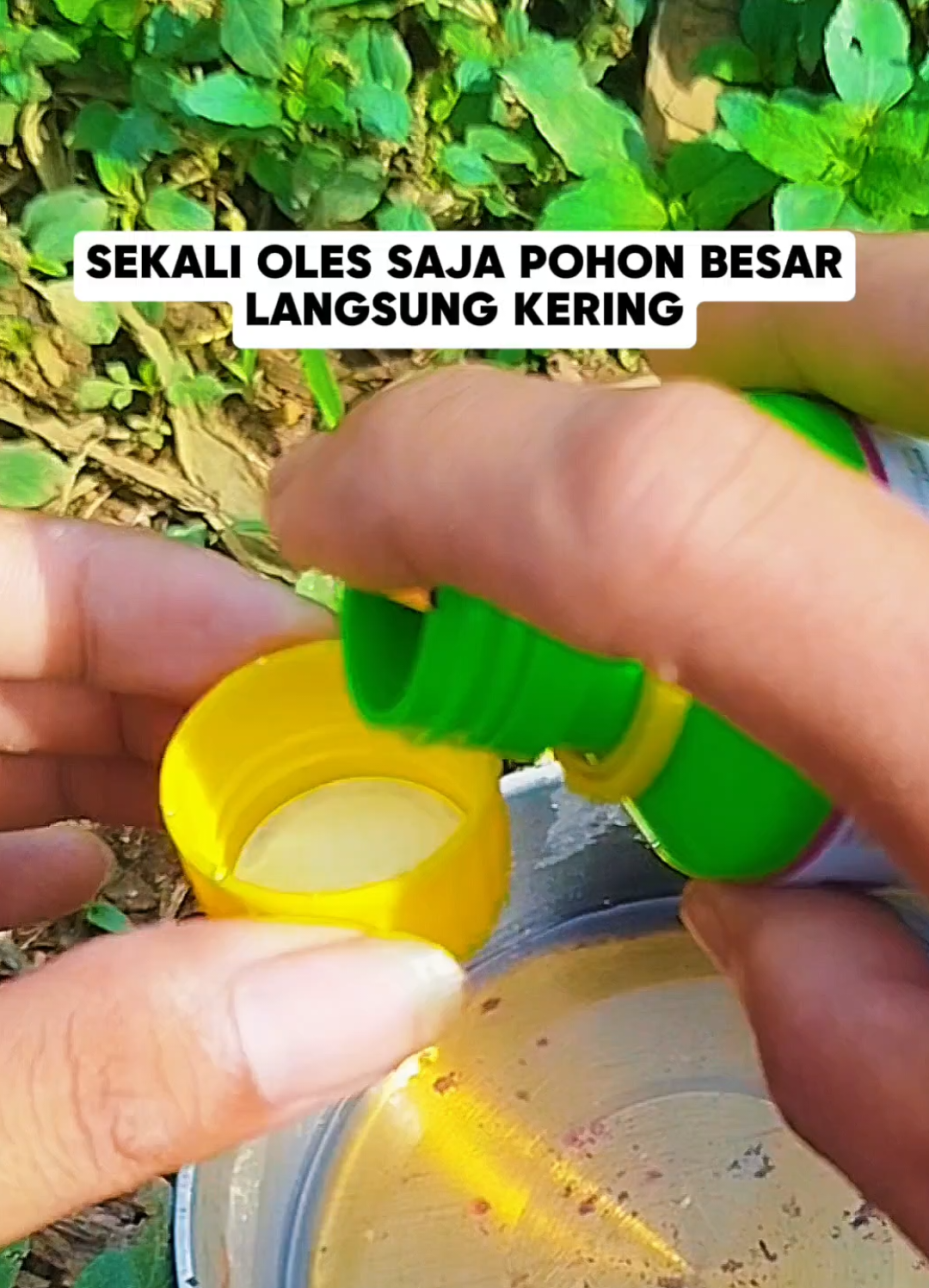 cara menumpas pohon besar tanpa ditebang menggunakan herbisida starlon yang sudah terbukti bisa mengeringkan pohon besar dengan cara yang praktis #herbisidastarlon #herbisidakilltree #herbisidakillgrass #lumagro #creatorsearchinsights 
