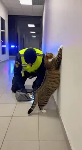 Katze beim klauen erwischt #katzen #fyp #lustigevideos 