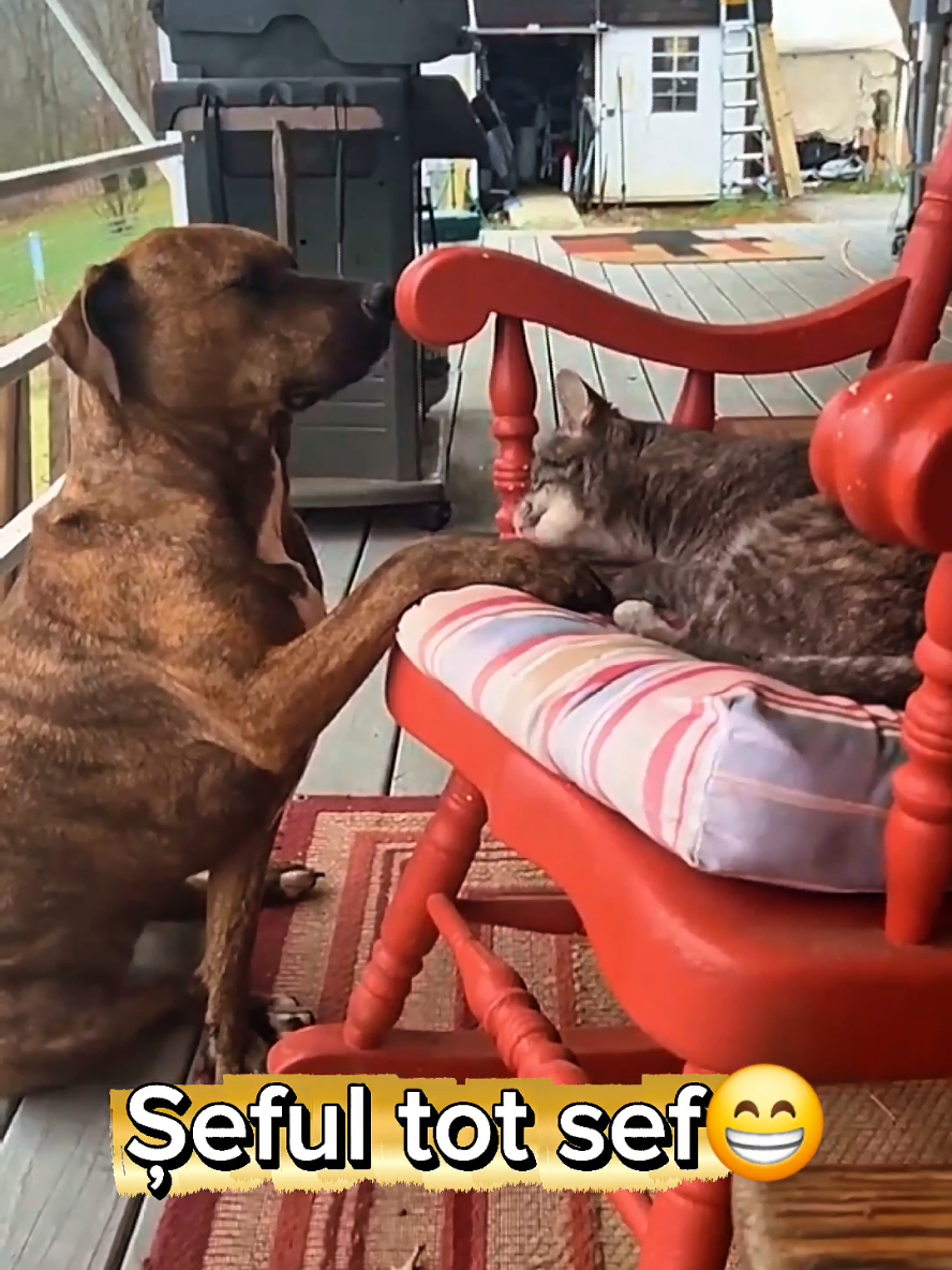 Șeful tot sef😂❤️