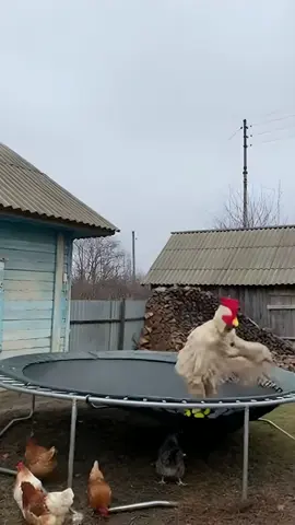 La gente ya no sabe que inventar para ganar likes 🤣🤣🤣 #videos #caídas #risas #animales #rusos 