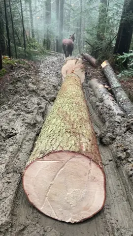 іванофранківськ#карпати#роботаліс#коніжеребецкузя#надвірна#європатікток 