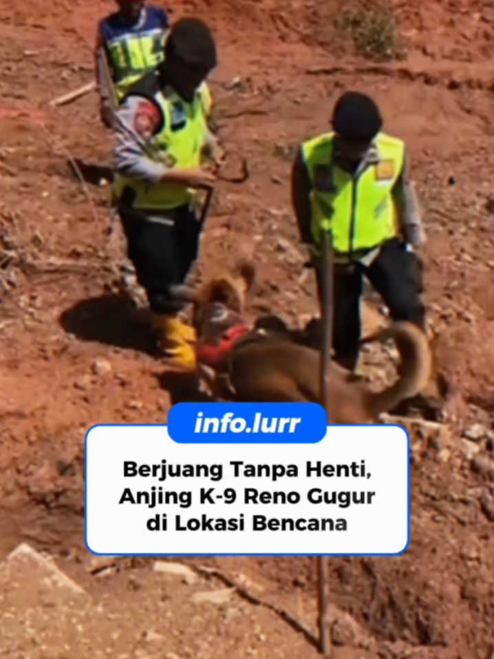 Anjing K-9 Polda Riau, Reno, gugur setelah berhari-hari membantu pencarian korban bencana di Agam, Sumbar. Dedikasinya tak akan dilupakan. Terima kasih, Reno #fyppppppppppppppppppppppp #viral #fyp #indonesia #anjing #anjingpelacak #k9
