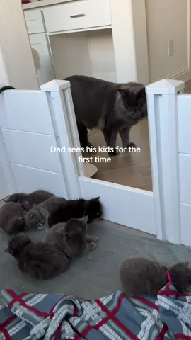 #mainecoon #mainecooncat #kittens #cutekittens #kittenlovers 