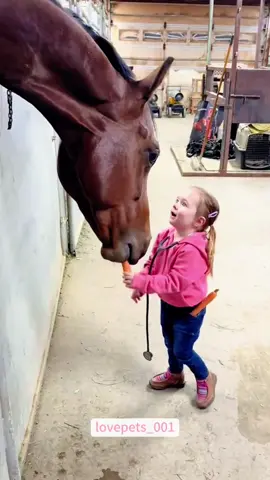 Horses are the most interesting animals.🐴🐴🐴#horse #horses #horsesontiktok #funny #foryou #funnyvideos #viral #funnyanimals #usa🇺🇸 