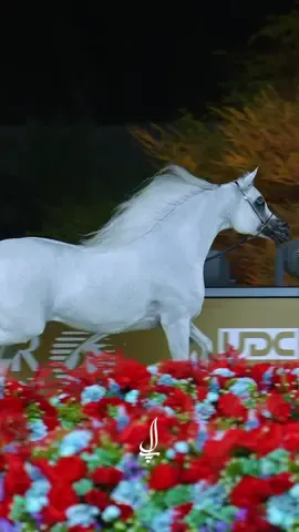 E.S.Zafeerah 🤍 #خيل #arabianhors #جولة_الجياد_العربية 