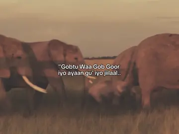 weDhsame. . . #fyp #foreyou #somalitiktok #lander 