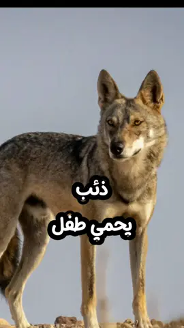ذئب يحمي طفل #ذئب   #ذئاب   #قصة   #قصص 