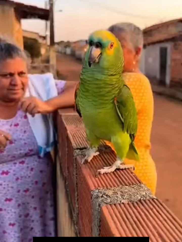 FOFOCA O Louro não perde uma #comediahumor #humortiktok #videoengraçados #animaisnotiktok #lourofofoqueiro