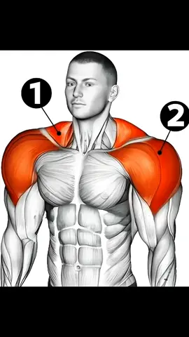 Shoulder and Traps Workout | Build Massive Delts and Trapezius Muscles Fast With Proven Dumbbell, Barbell, and Cable Exercises. #trapsworkout  #7 #shoulderandtrapsworkout #easyabsworkout #creatorsearchinsights 