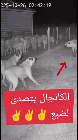 #الكلاب #عالم_الحيوان #الضبع #fybbbbbbbbbbbbbb 