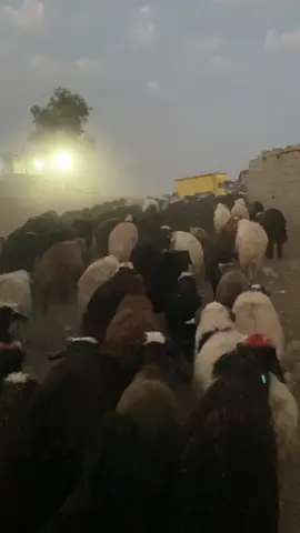 @شبل عصام🐆 @يـاسـين عـصـام جـوهـر @زكريا ايمن #💪✌️💪💞 