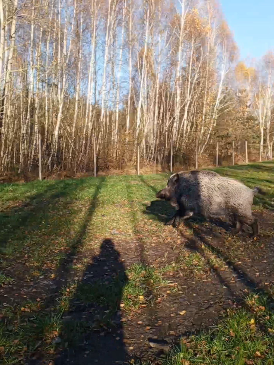 Lubi hasać 😅❤️🐷 https://buycoffee.to/dzikiprosiaczek
