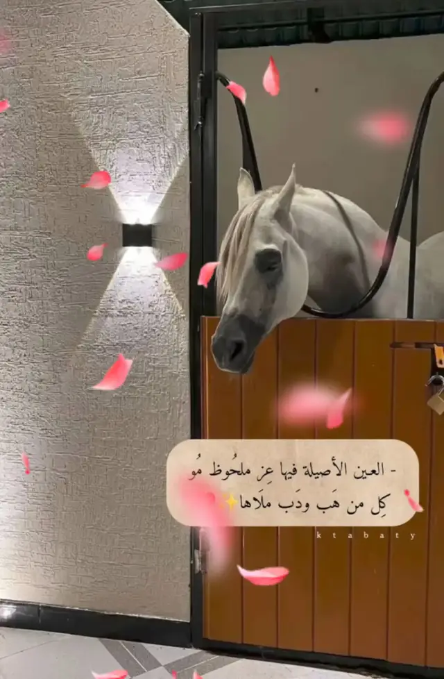 #fyp_viral_foryoupage_turkey_istanbul#اقتباسات_عشق_حالات_واتس #لايك_اشتراك_اكسبلور_فضلا_و_ليس_امرا 