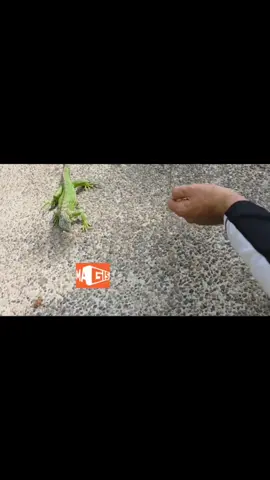 #pacoweb #vamosatestearlo #random 