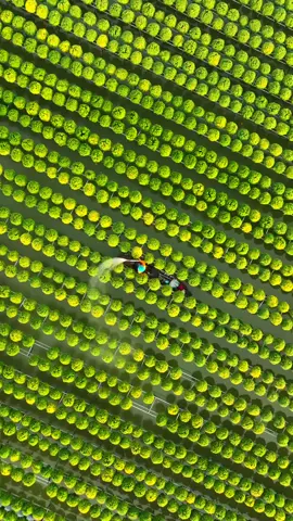 xuân này ghé Làng Hoa Sa Đéc nhé#xuân#tet#tetmaiman#66đồngtháp#xuhuong 