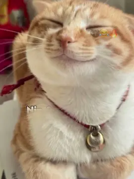 Like saarz💕🤸🏻‍♂️😂#meliss😍🙌🏻 #fyppppppppppppppppppppppp #viewsproblem #viralvideos #funnyvideos 