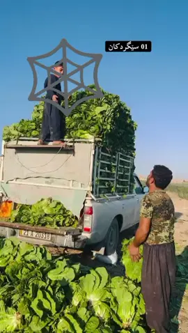 #دانەرتانناوێت😂 #segrdkan 