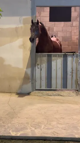 #وهاج_الاشرافيه #حميد_بن_مسرع #اكسبلورexplore #خيل #ابها 