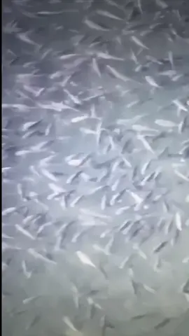 #МАДЯР #зсу #рибалка #птахимадяра 