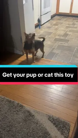 Spoil your pet AND help someone in need. Every purchase of this toy goes directly toward blessing a family who’s struggling. 100% of the money raised is donated. No middleman. No excuses. Just real help for real people. And I always show video proof of exactly where your contribution goes so you can literally see the difference you made. If you’ve been wanting to do something kind today… this is it. ❤️🐾 pay it forward and spread kindness. Smile beautiful you deserve it. #fyp #pettoy #capcut #viral #foryoupage 