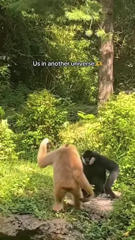 Just two lil 🐵 🐵 in love. Us in another universe. 