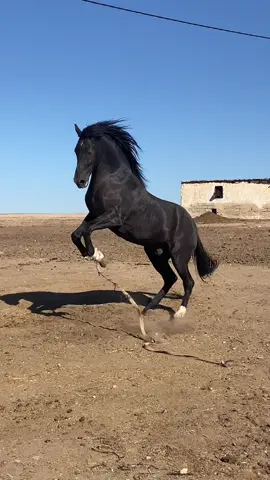 #التبوريدة_تراث_شعبي_مغربي_أصيل #خيرات بني خلف#الفحل الملقب ب مول 18#الخيل_العربي_الاصيل🐎 #التبوريدة❤❤❤ @_brevvhim_😜🔥 @Sadiq Samiri @sadiq samiri 