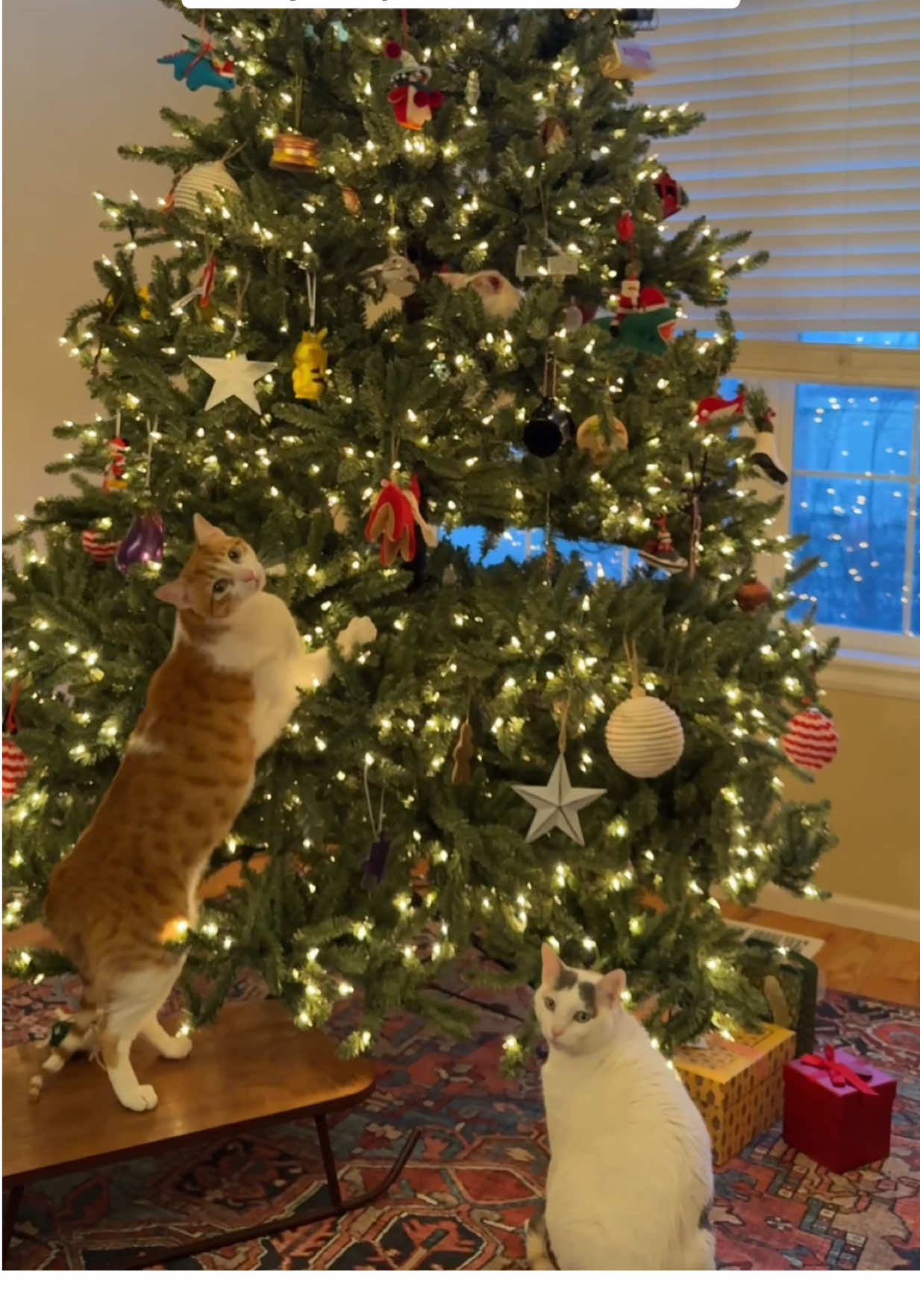 I mean where else is she supposed to be #festive #catlife #catsandchristmastrees 