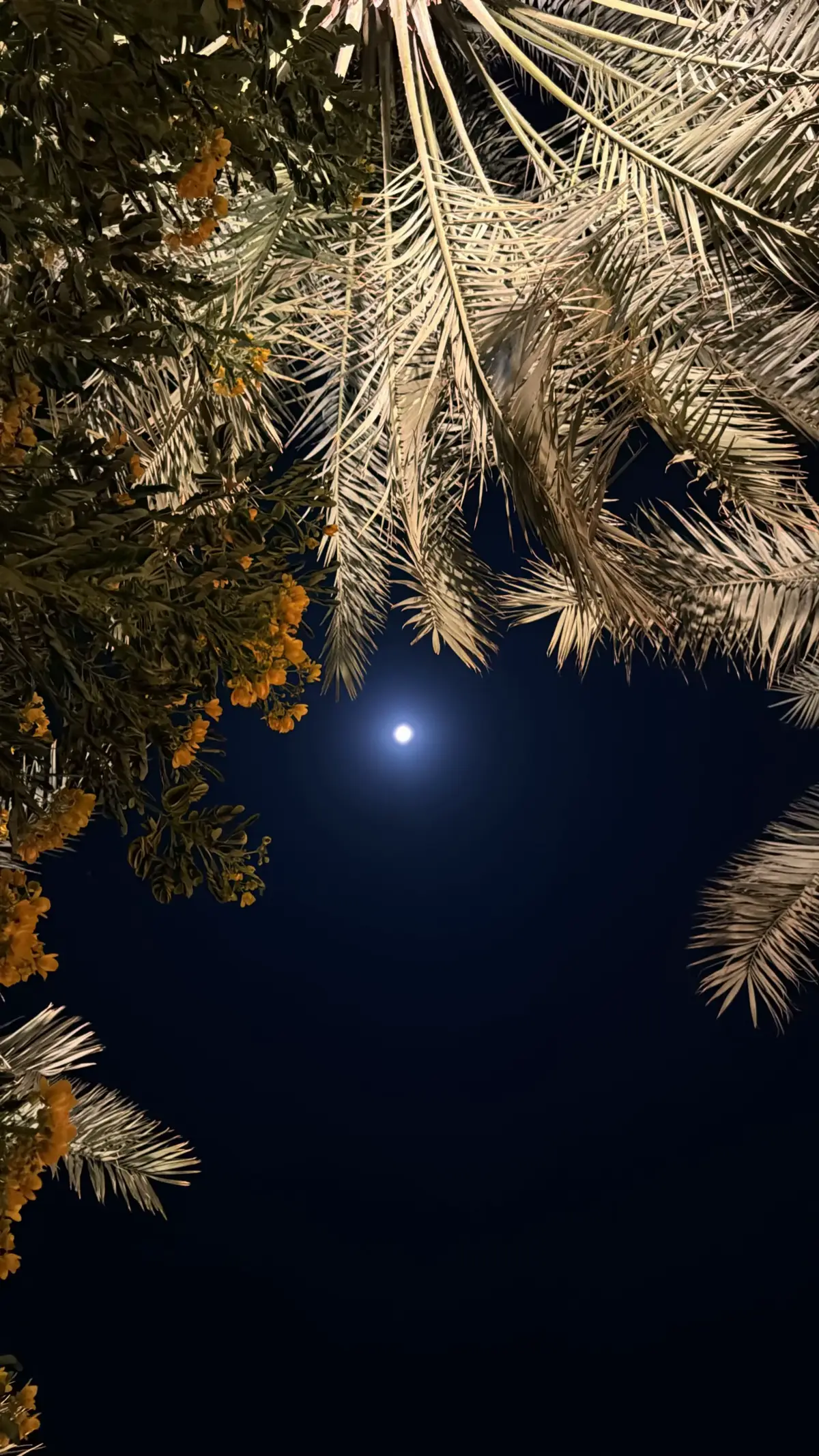 #explore #fyppppppppppppppppppppppp 