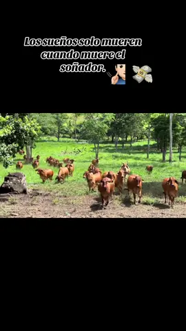 #sueñosymetas #nicaragua🇳🇮❤️ #ganaderia🐂🐎 