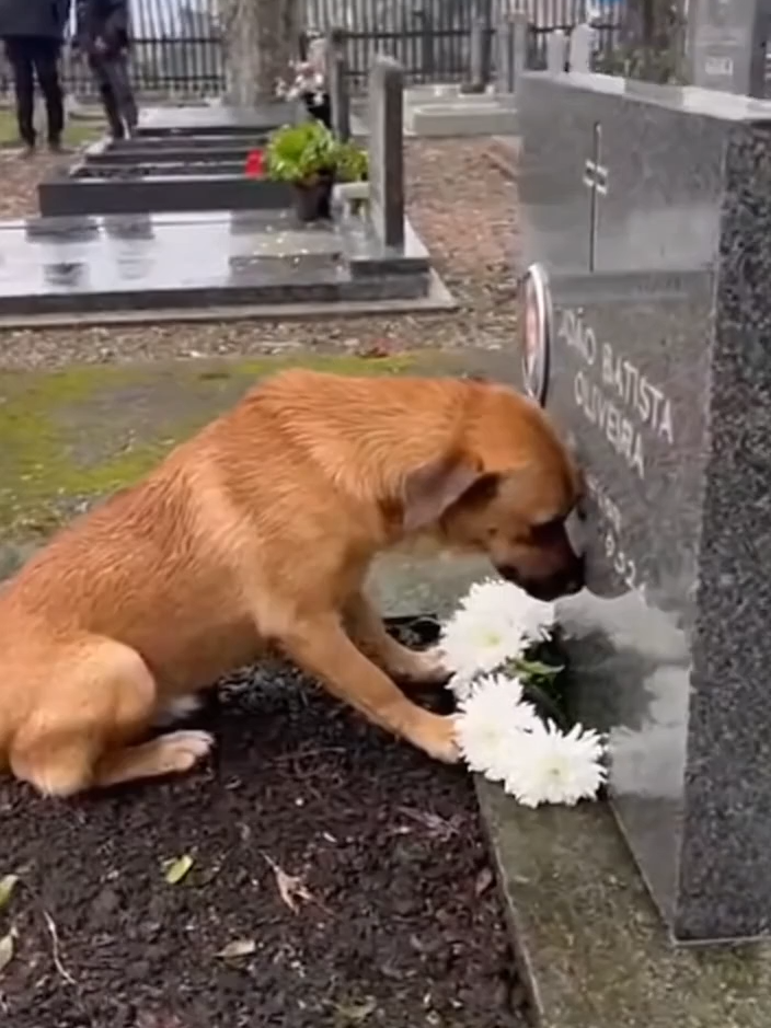 Este cachorro voltou ao túmulo do seu dono… e ficou ali em silêncio, olhando fixamente, como se ainda sentisse sua presença. A lealdade de um animal é algo que palavras não conseguem explicar. 💔🐶 #fyp #viral #emocionante #triste #chorar #cachorro #doglove #ultimadespedida #amizadeeterna #melhoramigo #amorverdadeiro #fe #saudades #naoabandona #lealdade