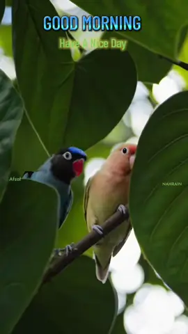ഇടയ്ക്കിടയ്ക്ക് ഞാൻ നിന്നോട് പിണങ്ങാറുണ്ട്..... അതിലും വേഗത്തിൽ ഇണങ്ങാറുമുണ്ട്.....  കാരണം ..... ആ പിണക്കത്തിനും എത്രയോ മുകളിലാണ് എനിക്ക് നിന്നോടുള്ള സ്നേഹം....  ഏതൊരു തിരക്കിലും, എന്നെ തിരക്കിവരുന്ന നിന്നെ.....  ദൂരത്തെയും കാലത്തെയും തോൽപ്പിച്ചുകൊണ്ട് ഞാൻ എന്നിൽ ചേർത്തുവയ്ക്കുന്നു.....❤️ ശുഭദിനം🌹🌹🌹#goodmorning #GoodMorningVibes #malayalamsong #ViralReel #birds 