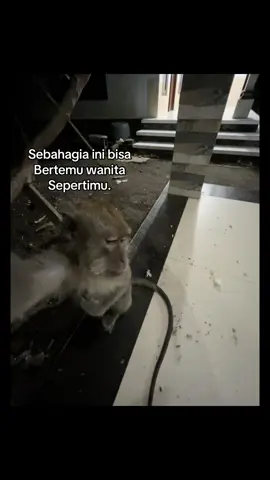 Tag monyetnya#fyp #fypシ゚ 