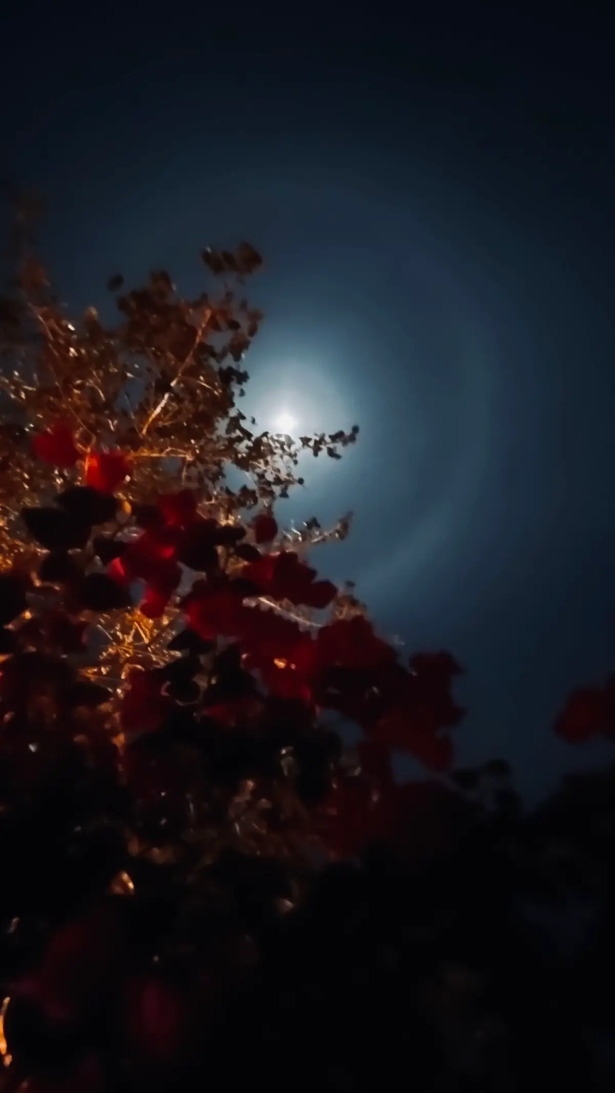 #الشعب_الصيني_ماله_حل😂😂 ليل وقمر