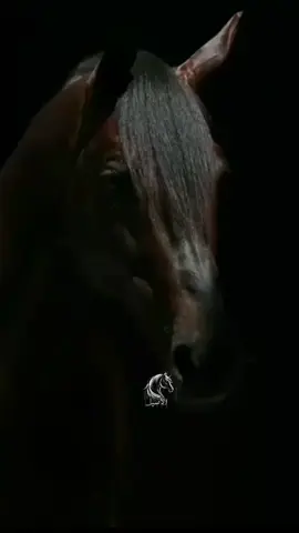 هل لديك صديق يستحق هذه الرسالة 🫂🥰❤ #تصميم_فيديوهات🎶🎤🎬 #خيل_وخياله🐎 #اكسبلورexplore❥🕊 #fyp #foryoupage❤️❤️ 