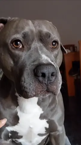 Que alguien me explique... . . . #otravezlamama  #dogs  #videoviral  #bullyviral  #lisa 