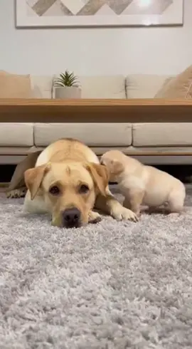 When you yell at the kids and then the 'Boss' walks in... 😳 #DogDrama #InstantRegret #FunnyDogs #Protective #Labrador